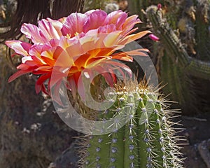 Cactus Flower Blooming