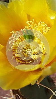 Cactus flower