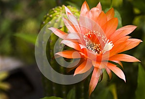 Succulent Echinopsis Cactus flower blooming Kfar Glikson Israel