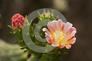 Cactus flower blooming