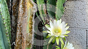 Cactus flower blooming in the early morning