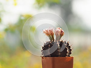 Cactus flower blooming in home garden