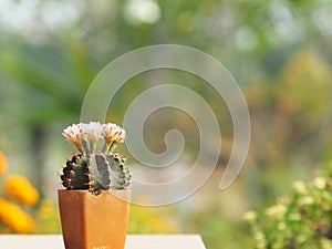 Cactus flower blooming in home garden