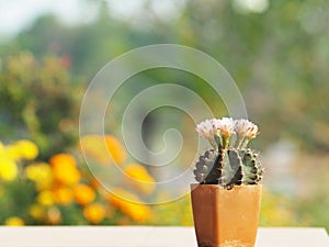 Cactus flower blooming in home garden