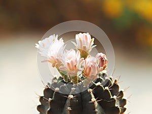 Cactus flower blooming in home garden