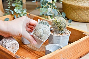 Cactus flower blooming Mammillaria Schiedeana and Mammillaria plumosa, Dessert plant, Green and white thorn spiky plant