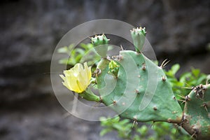 Cactus flower blossoming