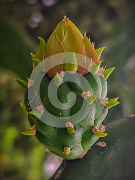 CACTUS FLOWER BUD