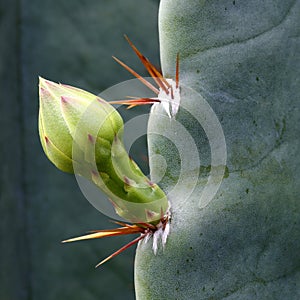 Cactus Flower Bud