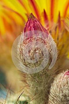 Cactus flower bud