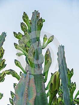 Cactus with Flower Buds and a Blue Sky Background