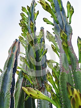 Cactus with Flower Buds and a Blue Sky Background