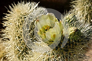 Cactus flower