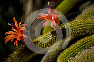 Cactus flower (cleistocactus winteri)