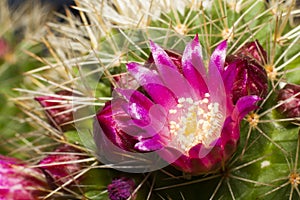 Cactus flower at close