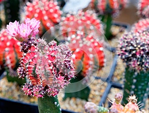 Cactus flower close up,gymnocalycium mihanovichii