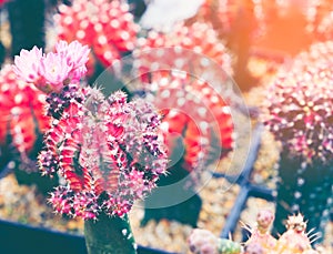 Cactus flower close up,gymnocalycium mihanovichii