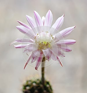 Cactus flower echinopsis