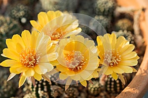 Cactus flower,Echinopsis