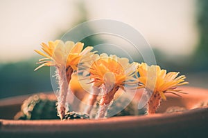 Cactus flower,Echinopsis