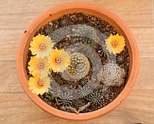Cactus flower,Echinopsis