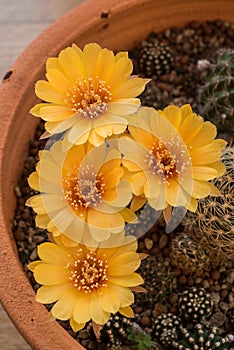 Cactus flower,Echinopsis