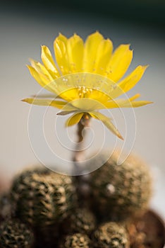 Cactus flower,Echinopsis