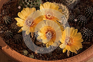 Cactus flower,Echinopsis