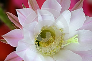 Cactus Flower (Echinopsis eyriesii)