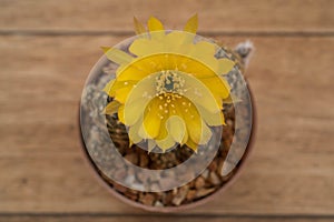 Cactus flower,Echinopsis