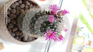 cactus flower flower pot blooming in the ground on the window mammillaria