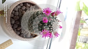 cactus flower flower pot blooming in the ground on the window mammillaria