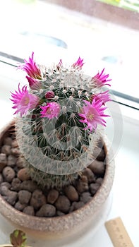 cactus flower flower pot blooming in the ground on the window mammillaria