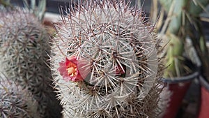 Cactus flower focused photo