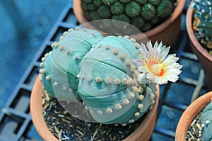 Cactus with flower in greenhouse growing.