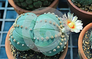 Cactus with flower in greenhouse growing