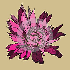 Cactus flower, hand-drawing. vector illustration.