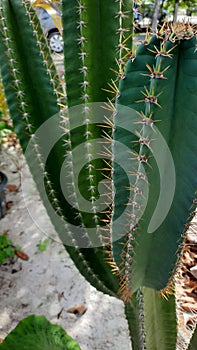 Cactus flower kaktus duri hijau tanaman