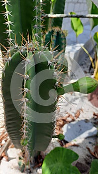 Cactus flower kaktus duri hijau tanaman tunas