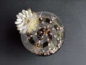 Cactus flower light yellow colours full bloom gymnocalycium cactus flowers