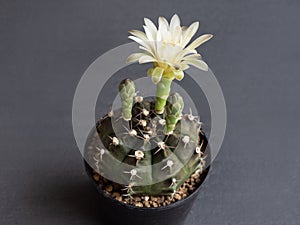 Cactus flower light yellow colours full bloom gymnocalycium cactus flowers