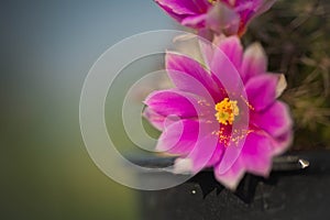 Cactus flower,Mammillaria