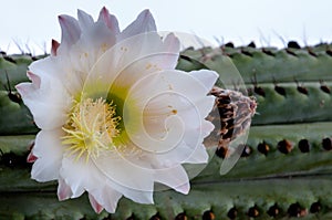 Cactus flower at Montjuic garden at Barcelona photo