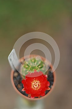 cactus flower 005