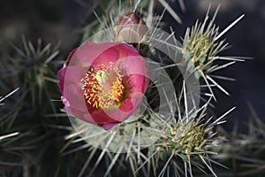 Cactus Flower in MÃ©xico