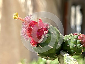 Cactus flower Opuntia cochenile (lat. Opuntia cochenillifera photo