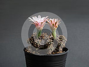Cactus flower pink colours full bloom gymnocalycium cactus flowers