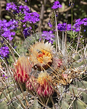 Cactus Flower Pollinator