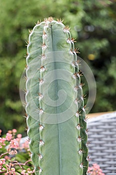 Cactus in flower pot