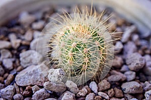 Cactus in flower pot